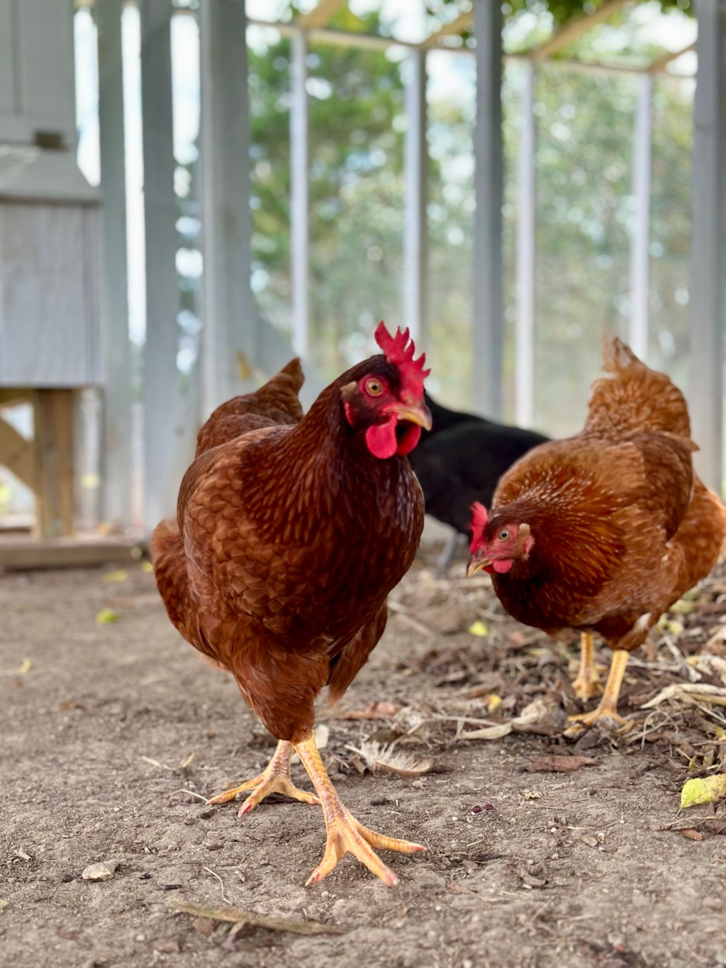 Are Backyard Chickens for&nbsp;You?