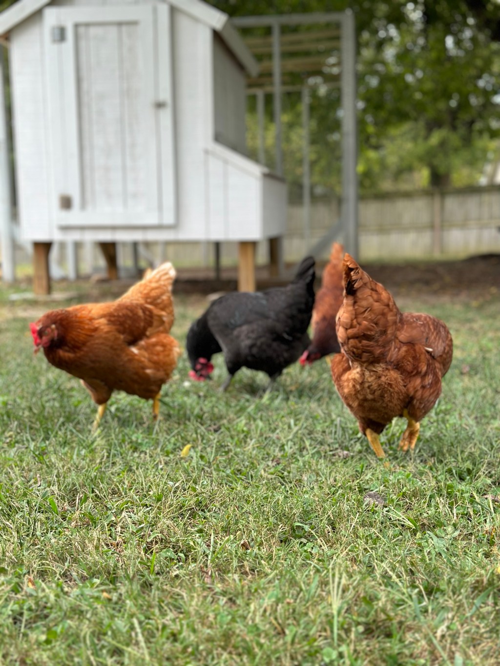 Small Chicken Coop; Pros and&nbsp;Cons